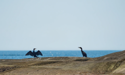 Featured image of post 242. Valid Anagram