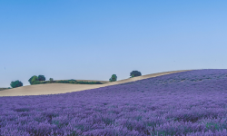 Featured image of post 27. Remove Element