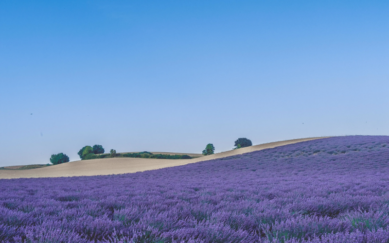 Featured image of post 27. Remove Element